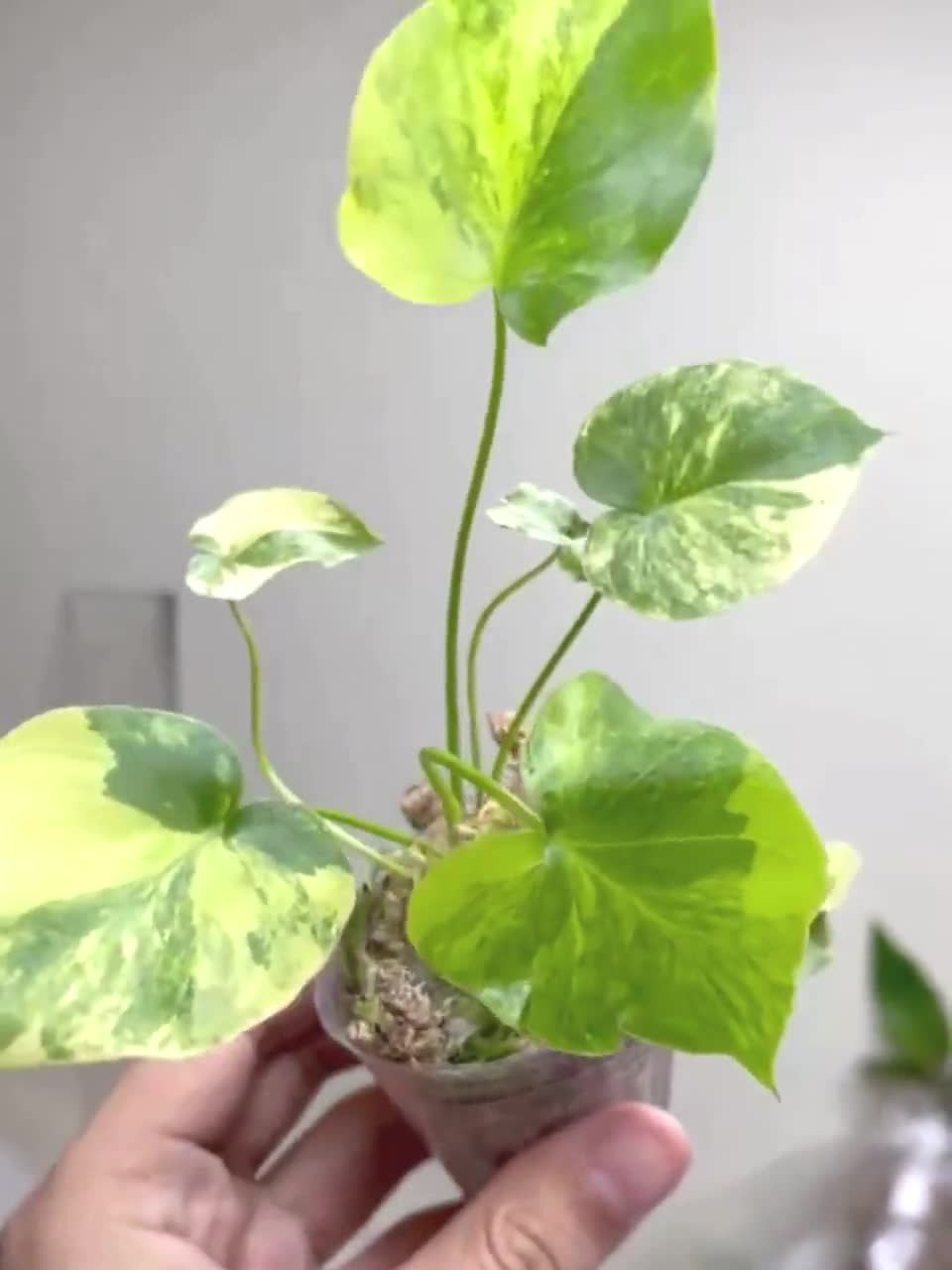 Variegated Philodendron Bipinnatifidum Plant, Selloum Aurea - Etsy