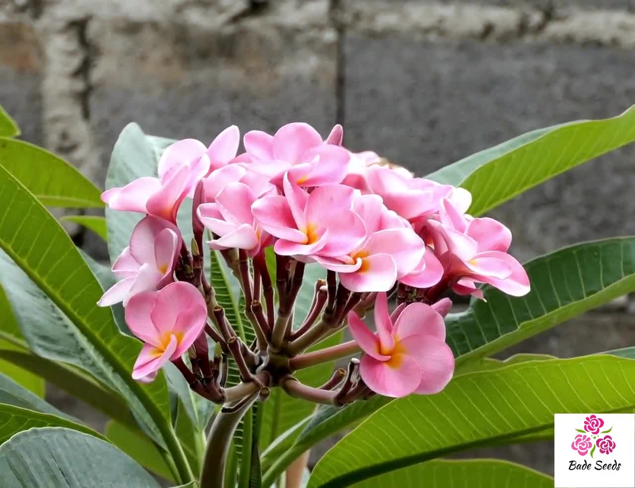50 色の混合プルメリア種子 - 鮮やかな熱帯の花、香りの良い花、庭師や