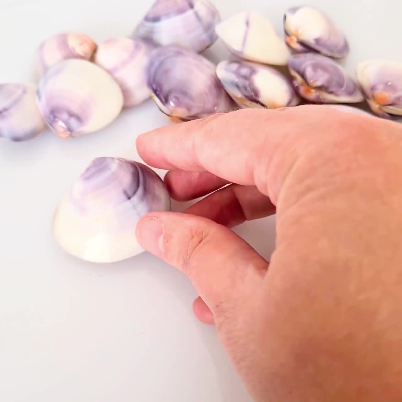 North Quahog Polished Purple Clam Shell Pairs | Set of 6 | Jewelry
