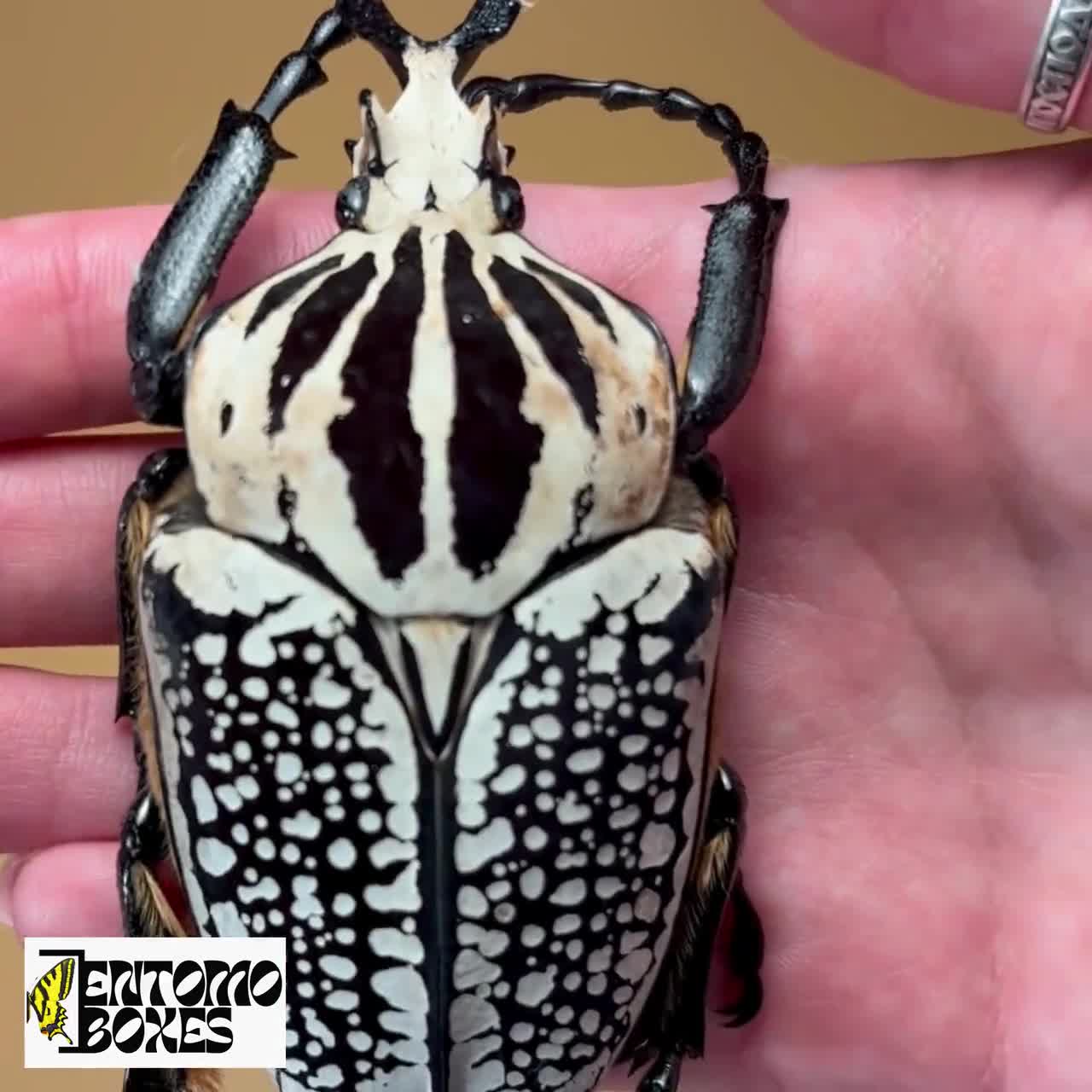 Real Goliathus Meleagris the Goliath Tropical Flower Beetle From