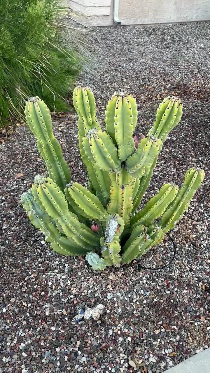 Cereus repandus, Cereus peruvianus, Peruvian Apple Cactus (20-Seeds per  packet)