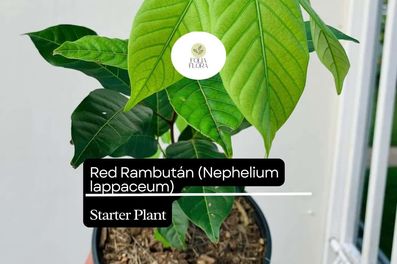 1 Planta de Inicio: Rambután Rojo (Nephelium lappaceum): Árbol Frutal Exótico Vivo de 30-60 cm, Color Vibrante video poster