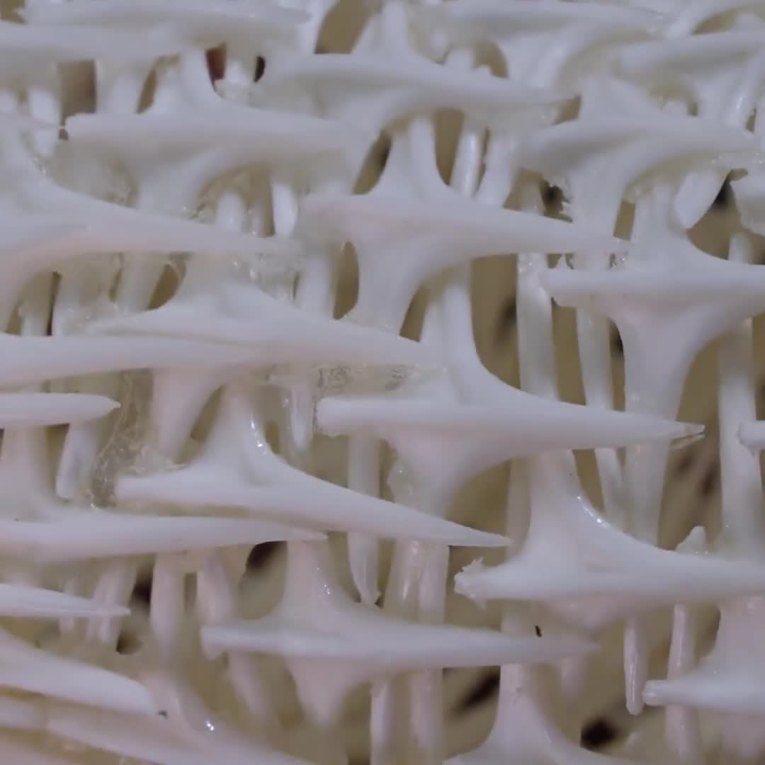 ハリセンボンの骨格 本物の魚の剥製 - 海洋生物学の珍奇、自然史