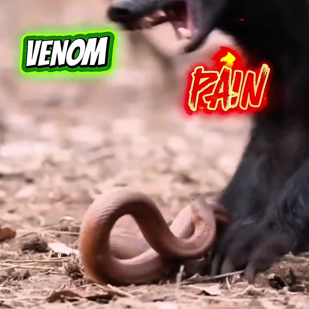 Lifesize Honey Badger Skull Replica 3D Printed Model | Museum