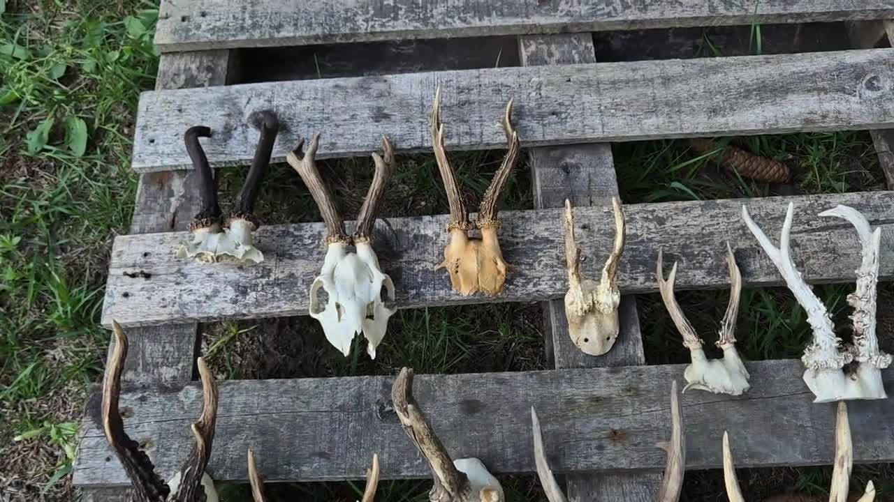 Roe Deer Skull With Antlers - Real Bone Specimen for Rustic Decor