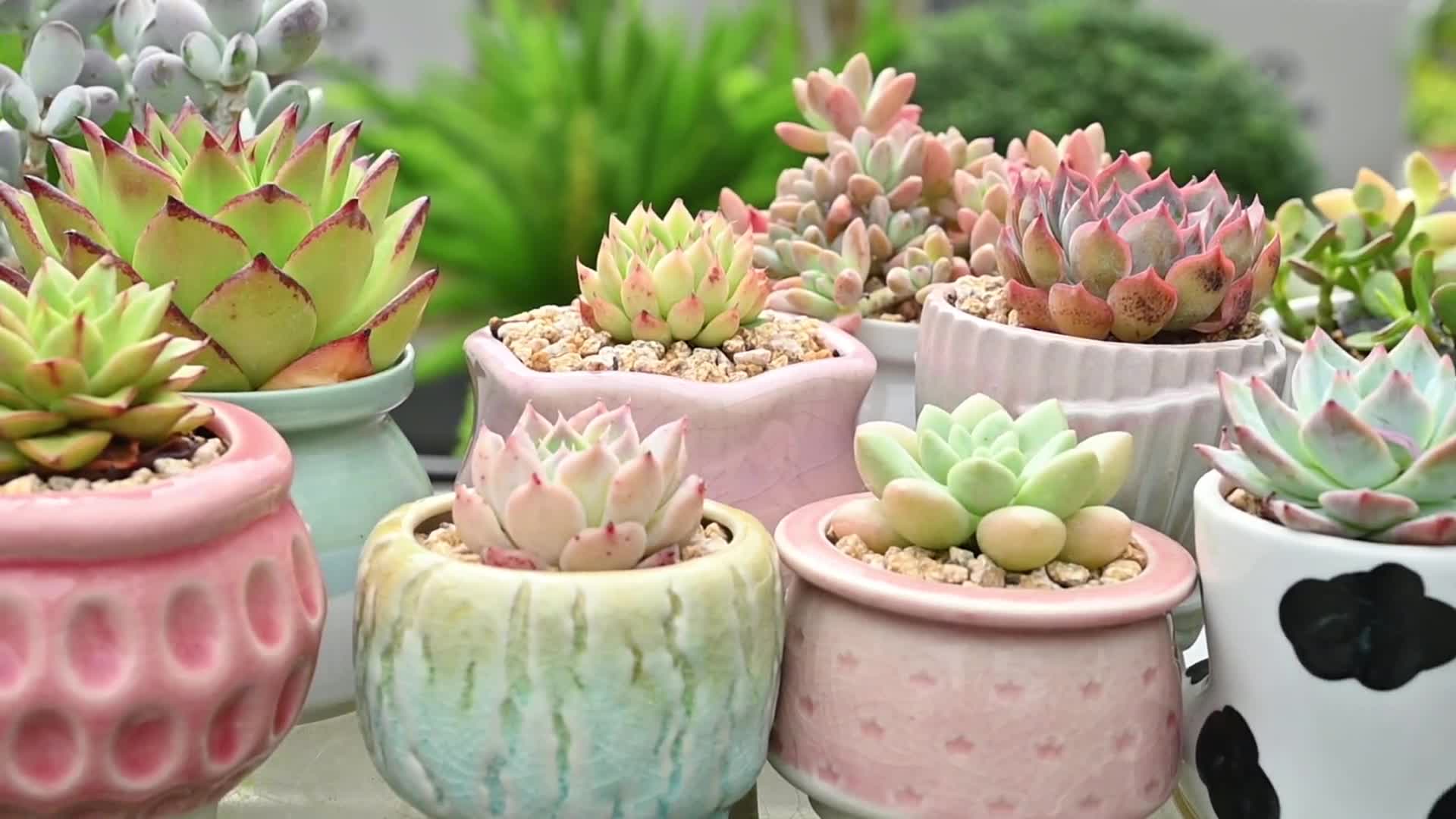 5 Mini Succulent Plants with 5 Varieries, Assorted 2" Potted Succulents,  Party Favors | Home Garden Deocr