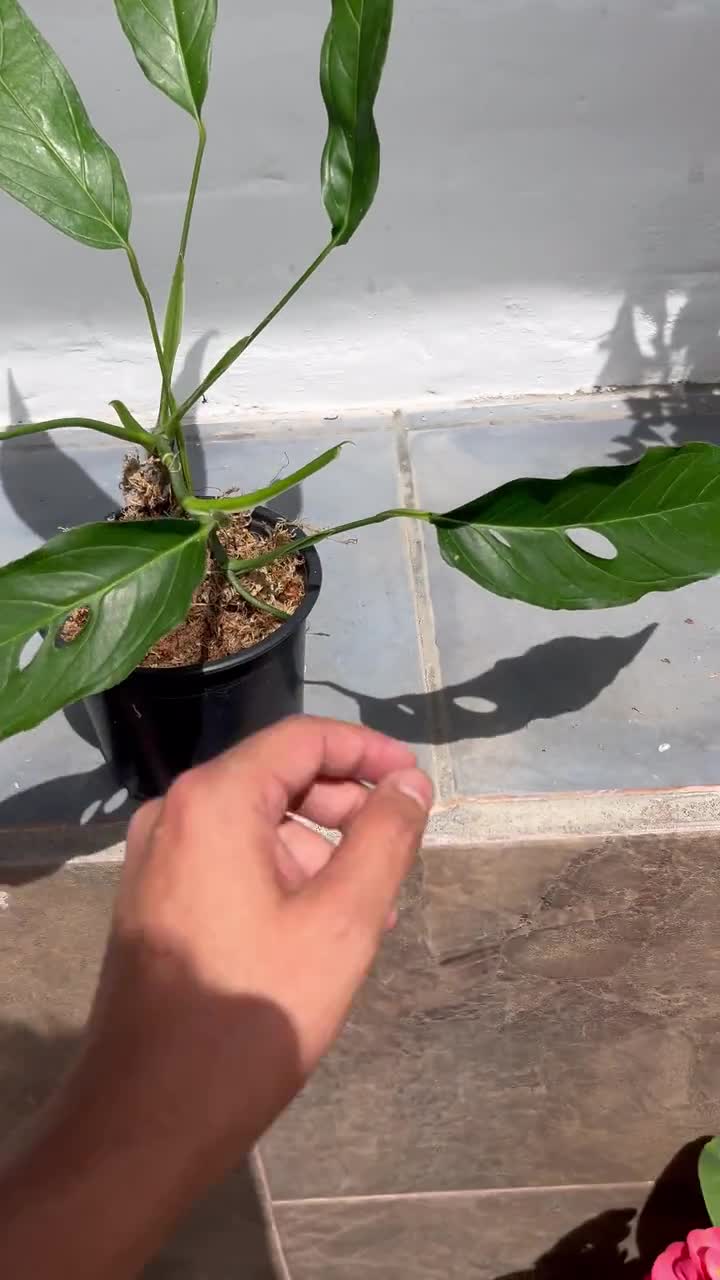 Monstera obliqua Yasuni rare