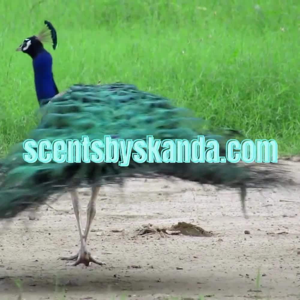 Oakmoss Oudh Attar: mezcla natural de madera de agar video poster