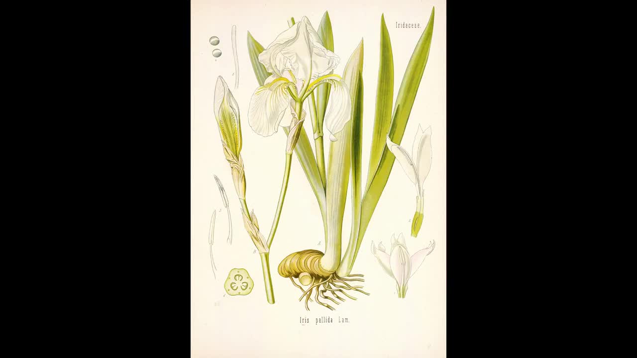 Botanical Poster Set of 6 Flowers, Botanical Prints