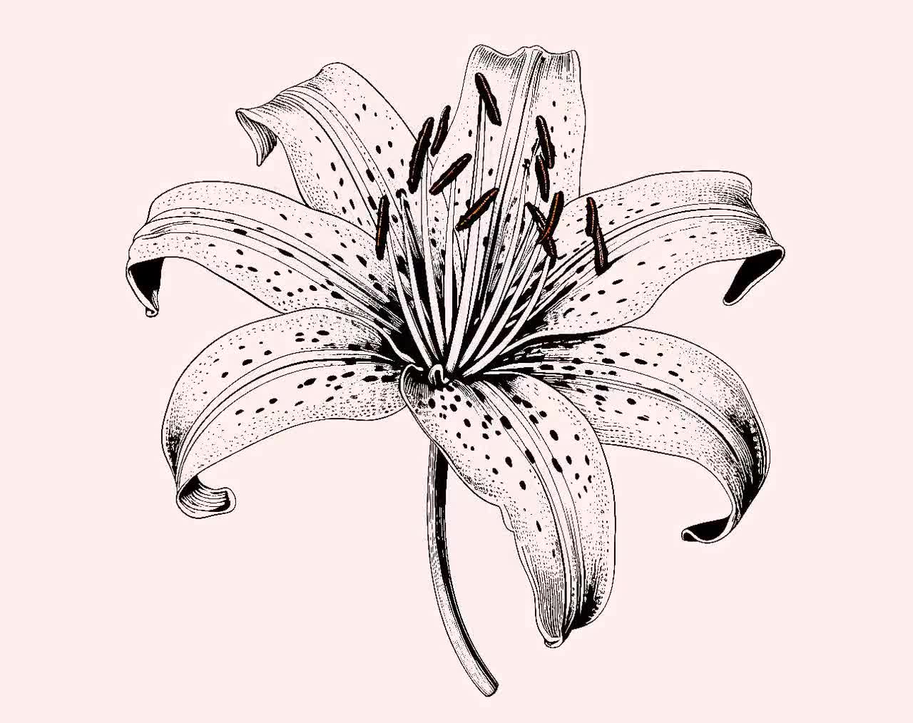 Lilyページ⭐︎ Lily Flower SVG Bundle: 36 Vintage Engravings (digital Download