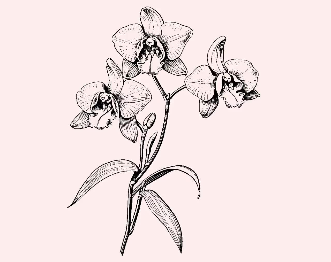 Orchid SVG Bundle: 32 Vintage Engravings, Floral Cut Files