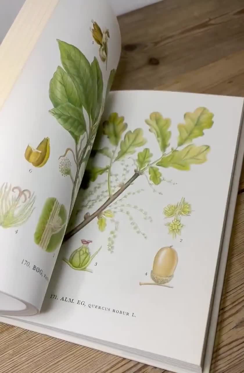 60ページ以上のヴィンテージ植物図鑑（カラーイラスト付き）、野生の花