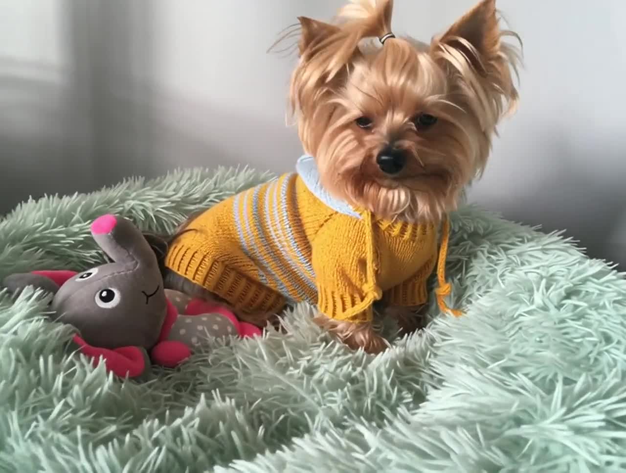 フード付き犬用セーターの編み図、犬用トップダウンパーカー（PDF）、S