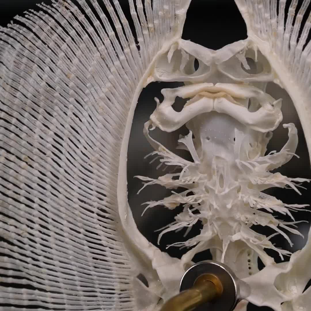 真鯛 剥製 63cm 熊本県】真鯛(タイラバ) シーウォークタイラバ 72S / 60F