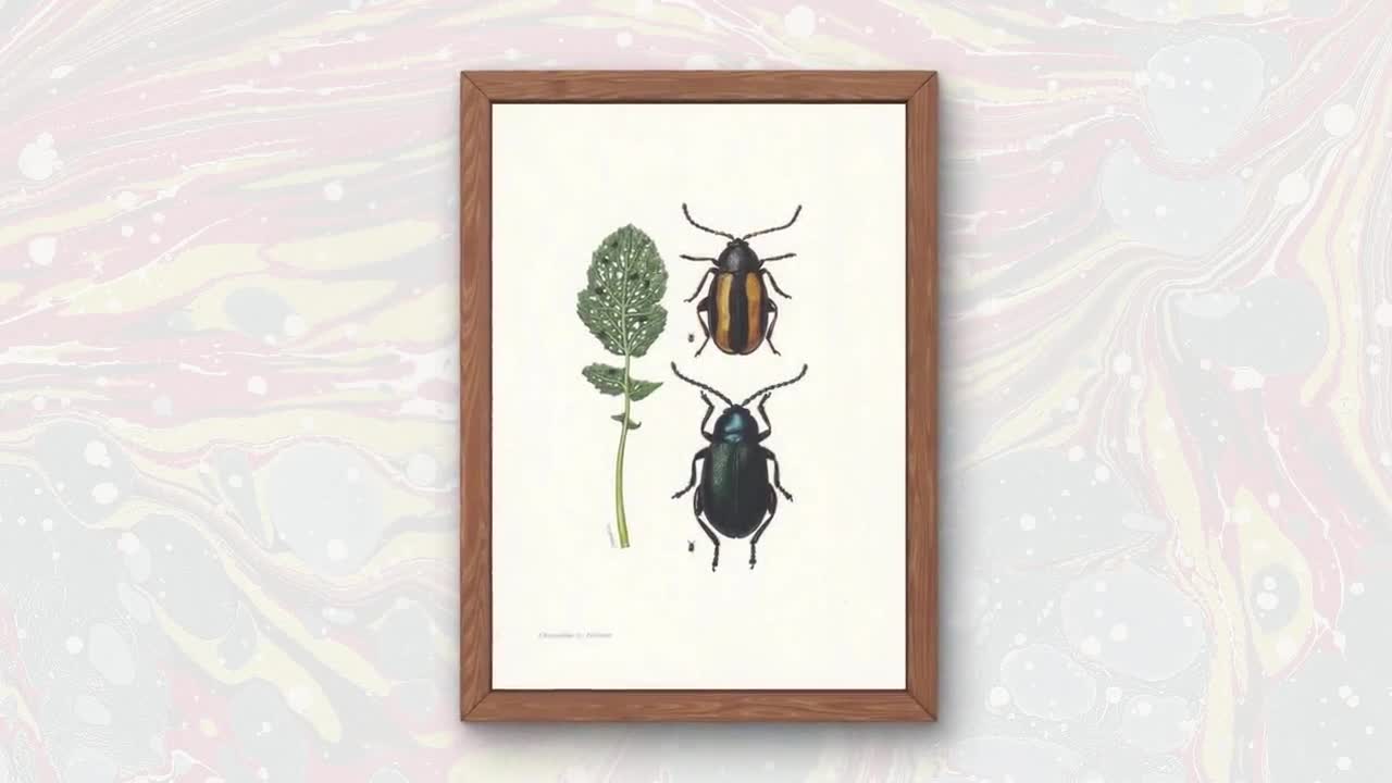 Original 1960 STRIPED FLEA BEETLE Print - Original Vintage Insect