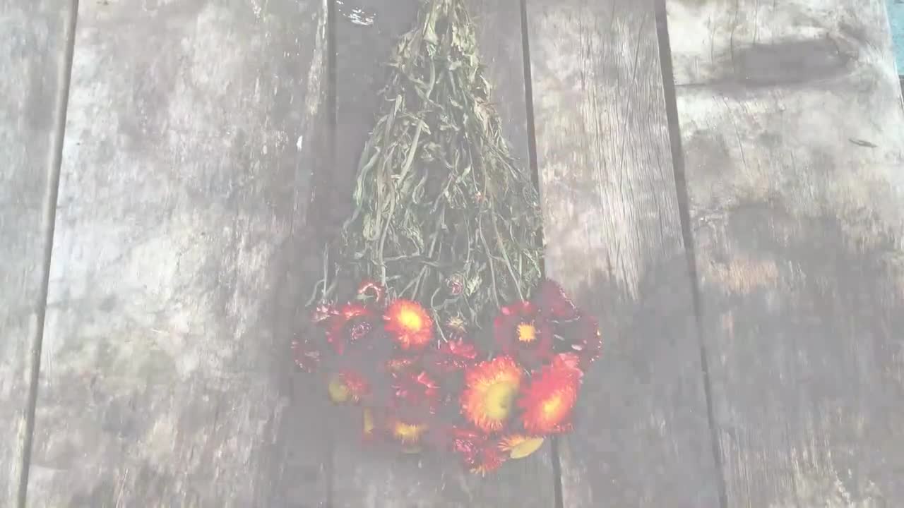 Strawflowers (Helichrysum) - Dark Pink - Dried Flowers - DIY – Dried  Flowers Forever