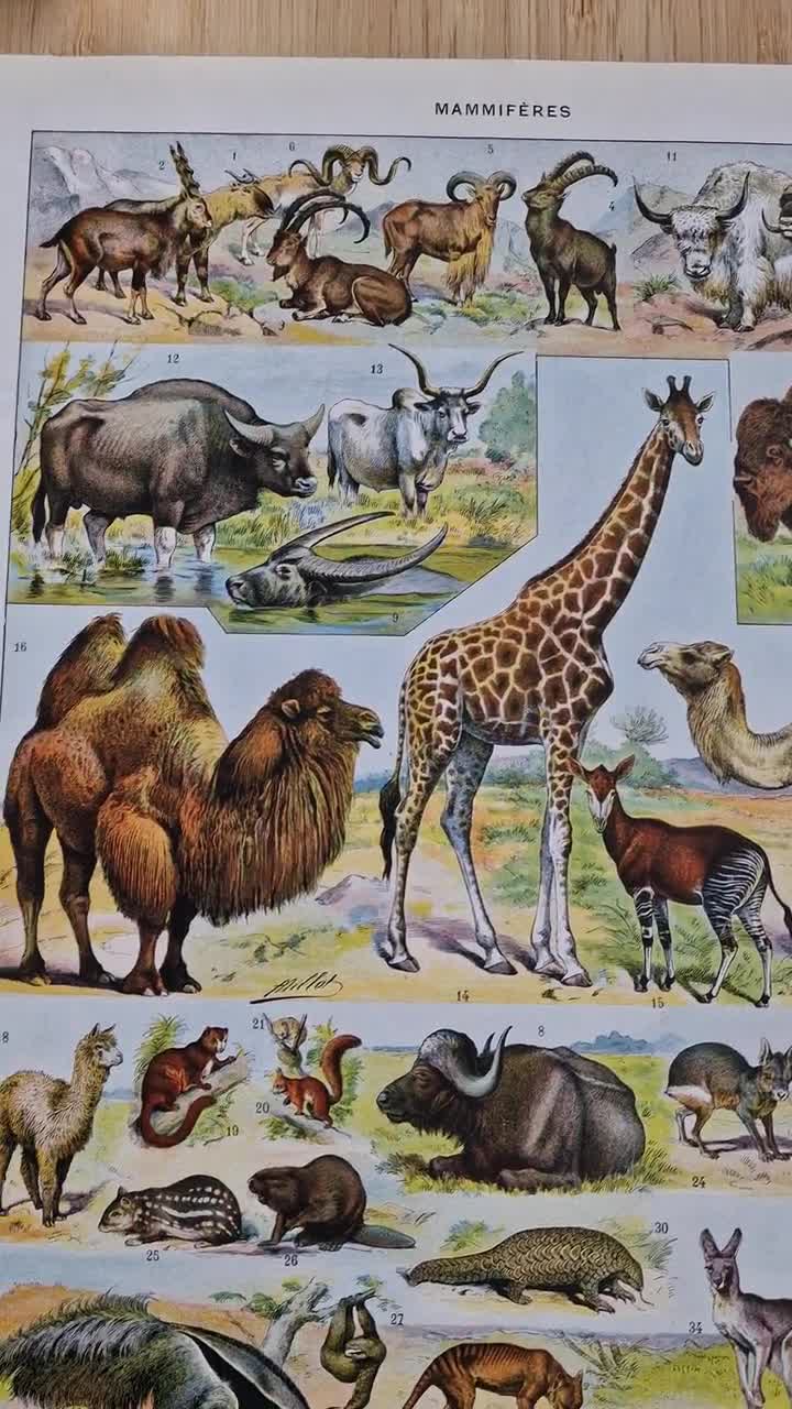 1920s French Mammals Print, Adolphe Millot Zoological Lithograph