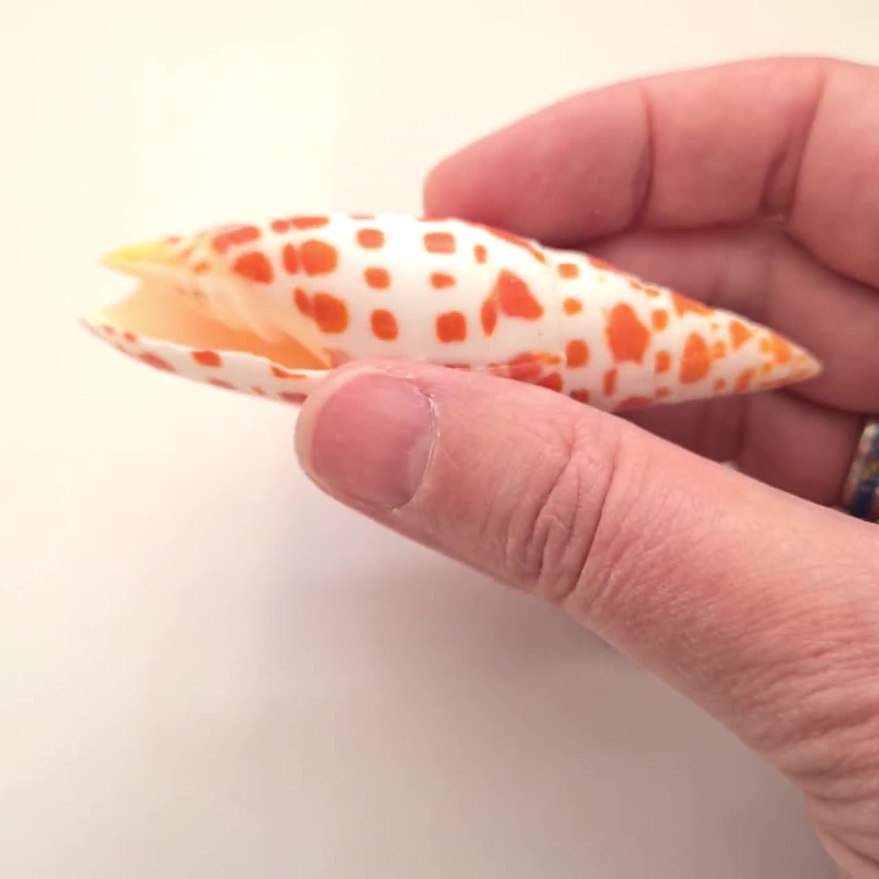 ミトラ・エピスコパリス貝殻 7-8cm、ミトラミトラ貝殻、オレンジと白の