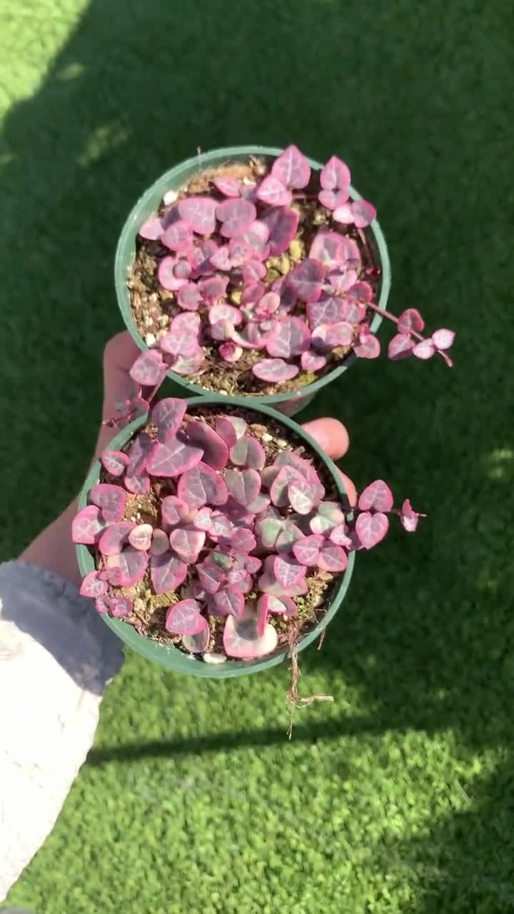 String of Hearts Variegated | VSOH | Ceropegia Woodii | String of