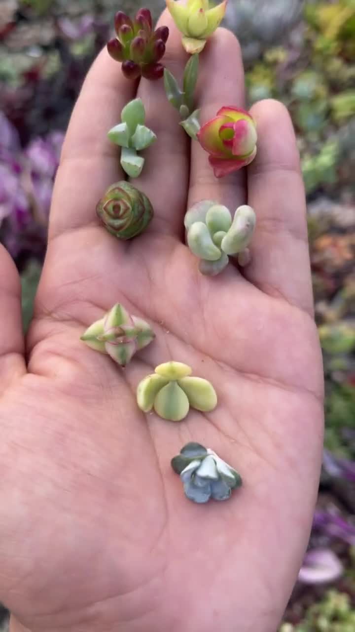 Mini Succulents - Mix - 10 Cuttings 