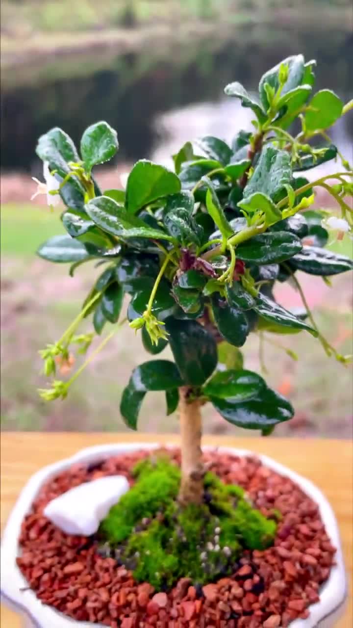Fukien Tea Bonsai Tree - Carmona retusa - With Live Moss