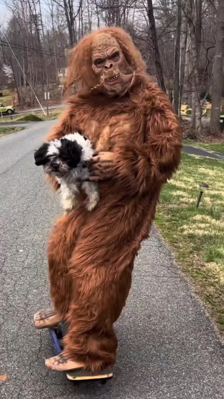 Bigfoot is Real I Shih-tzu Not T-shirt -  Ireland