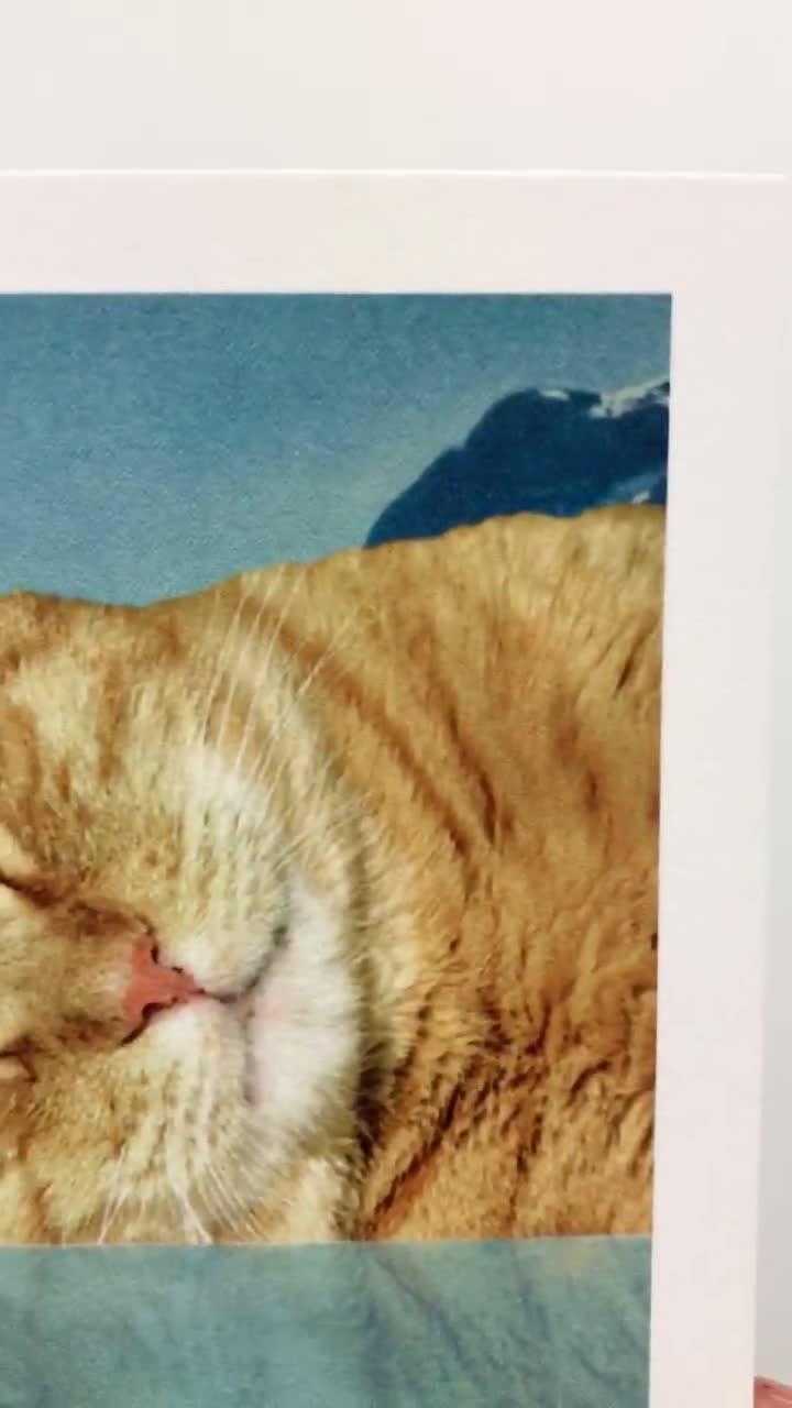 Download Funny Orange Tabby Cat Pfp Wallpaper