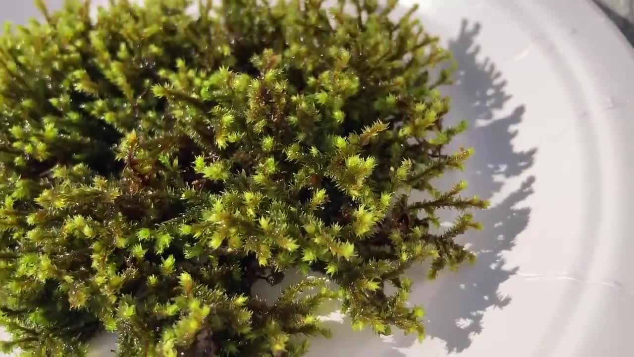 Hedwigia Live Moss For Sale