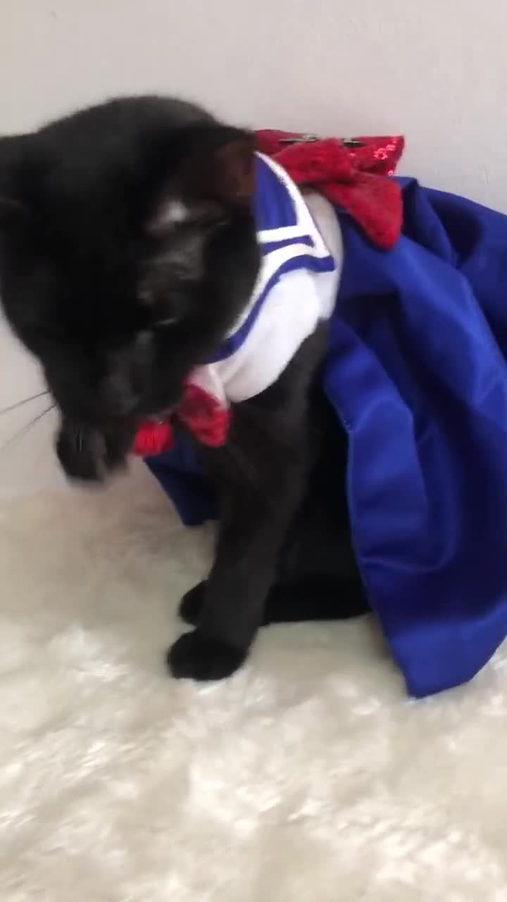 Shop Sailor Moon & Chibi Moon Dog, Cat Costumes For Pets