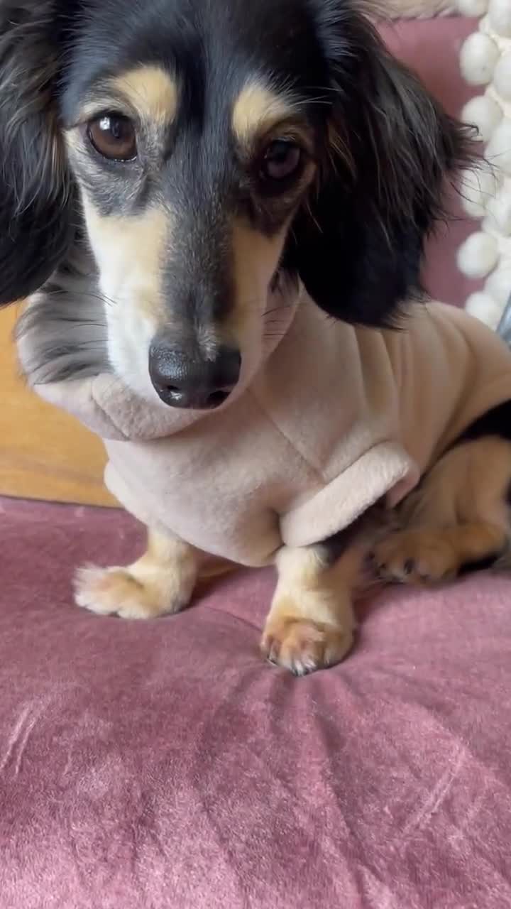 ダックスフンドフリース、高級ダックスフンドコート、標準サイズの