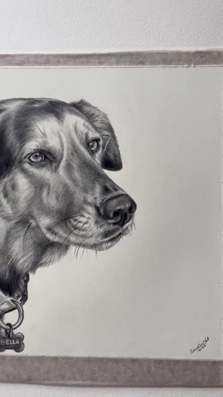 Online Course: Pet Portraits 101: How to Draw Pets in Pencil from  Skillshare | Class Central