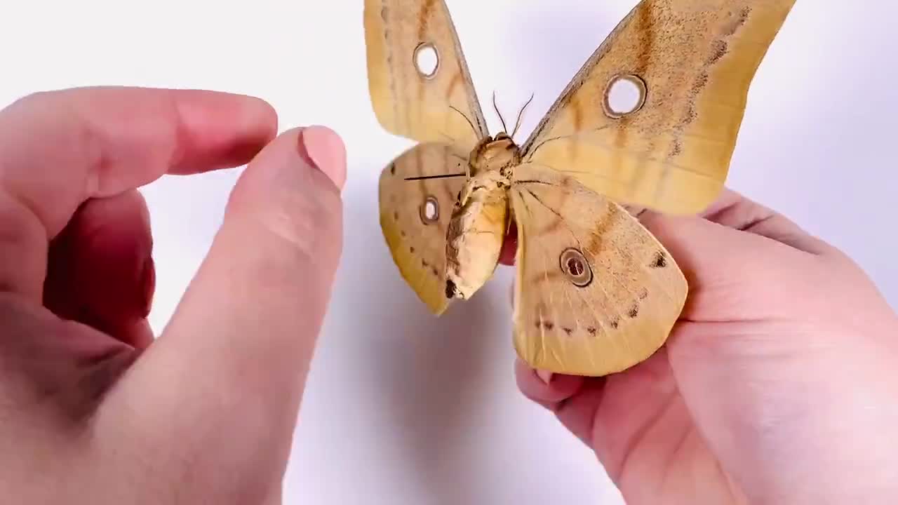 昆虫 妖精 ブローチ アクセサリー ファンタジー 幻想的 天然石 虹色 天道虫 昆虫 妖精 ブローチ アクセサリー ファンタジー 幻想的 天然石
