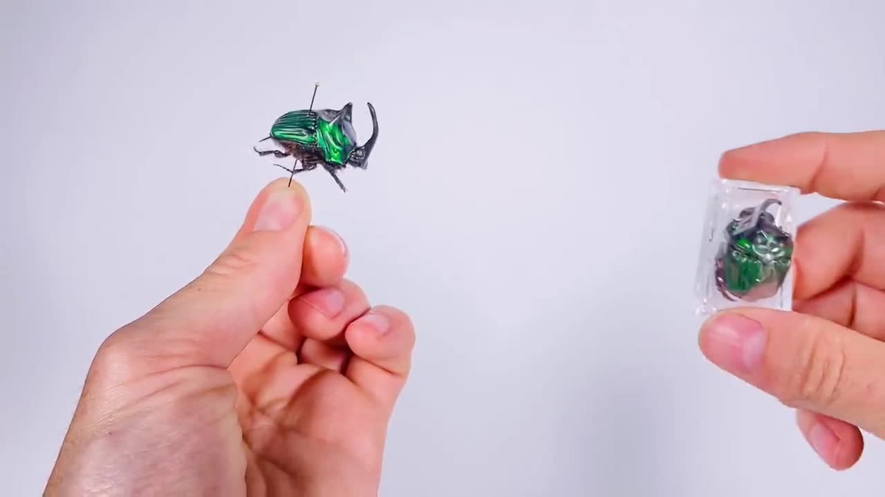 Oxysternon Real Green Metallic Horned Dung Beetle in Pair Insect