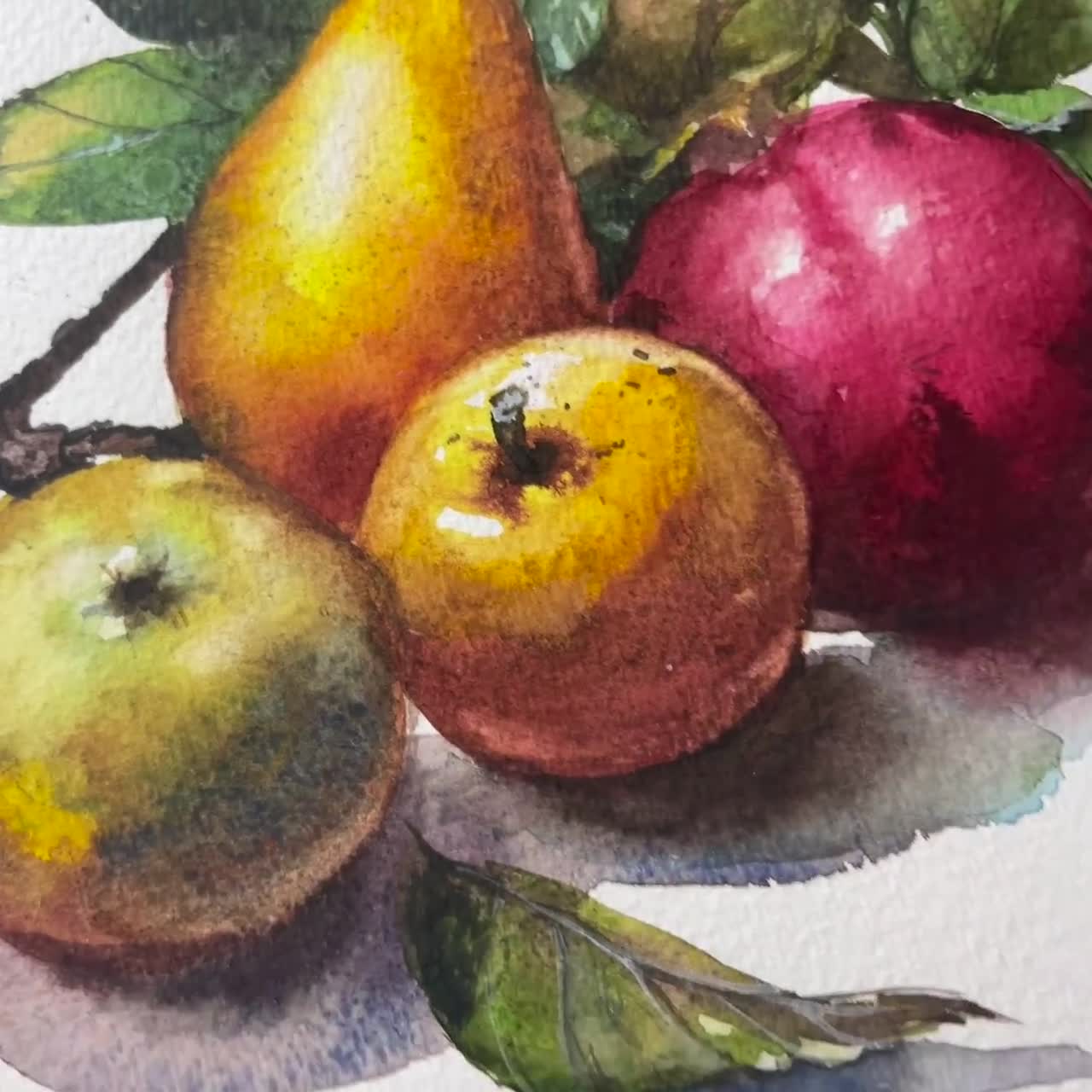 Comice Pear - USDA Watercolor Collection — Heirloom Apple Art Inspired by  the Revered Pomme Fruit