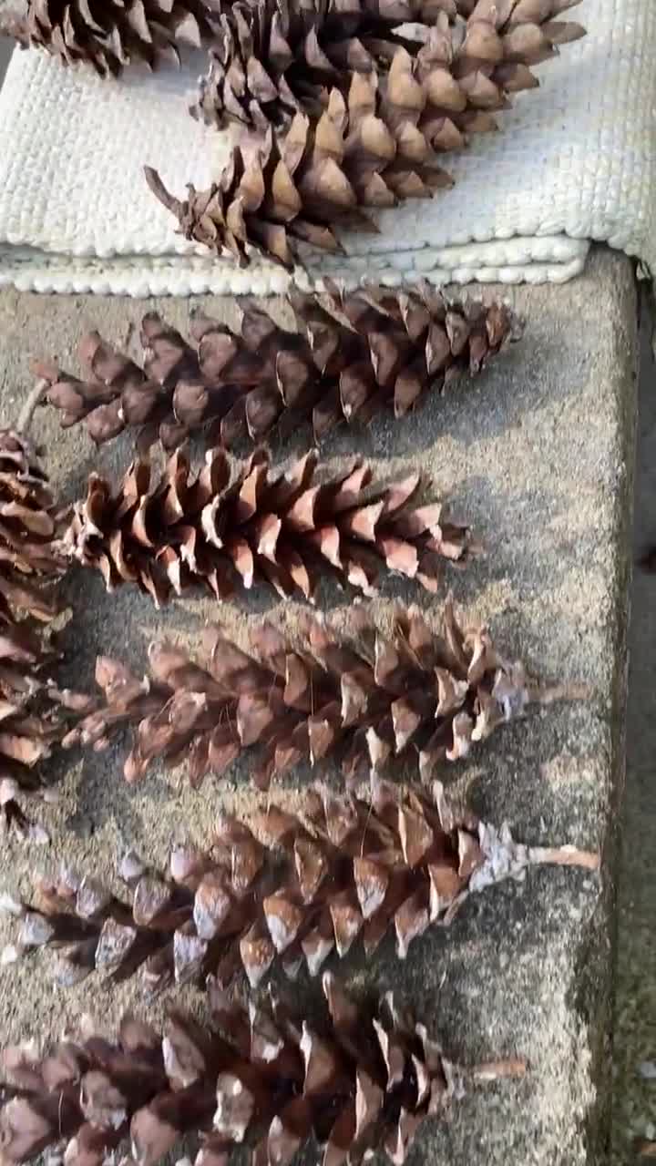 Fresh Pine Cones for Crafts or Decorating. White Pine, 4 and Larger 