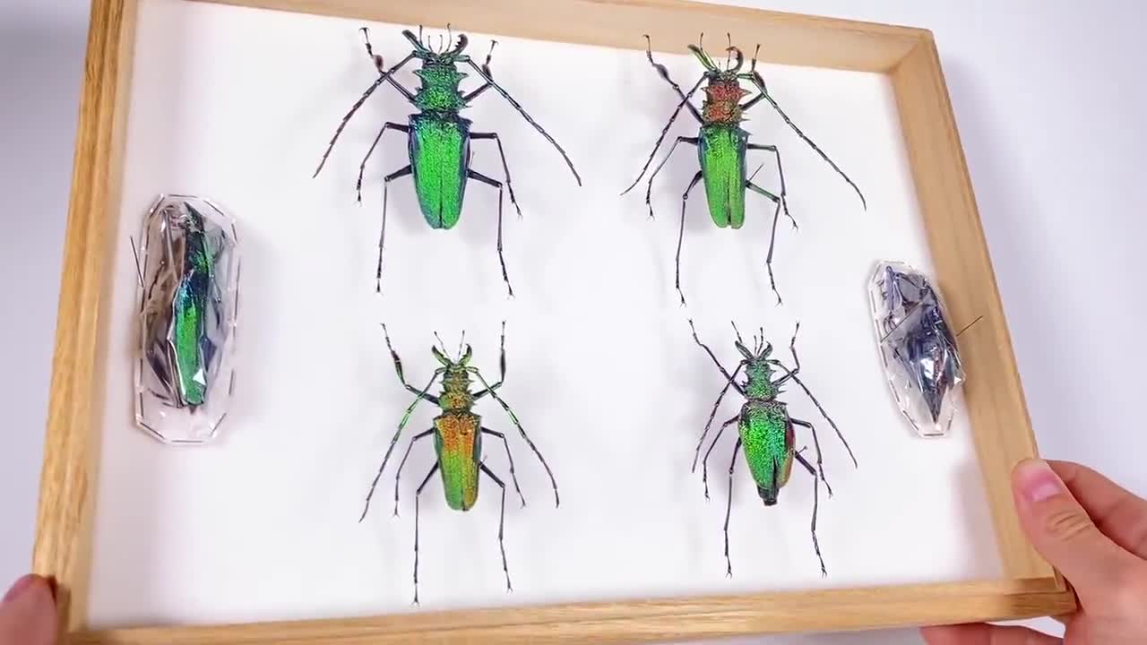 Psalidognathus Friendi Rare Real Long Horned Emerald Metalic