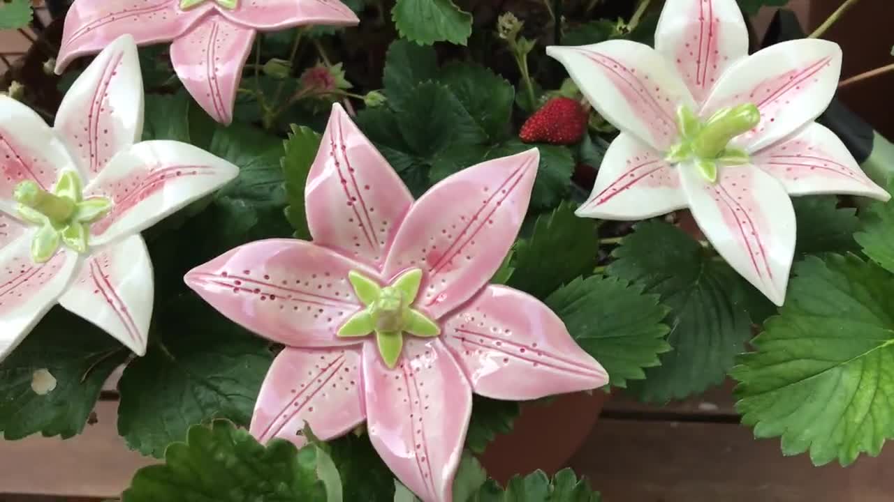 Lily (1 Pc), Oriental Lily, Asiatic Lily, Stargazer Lily, Garden