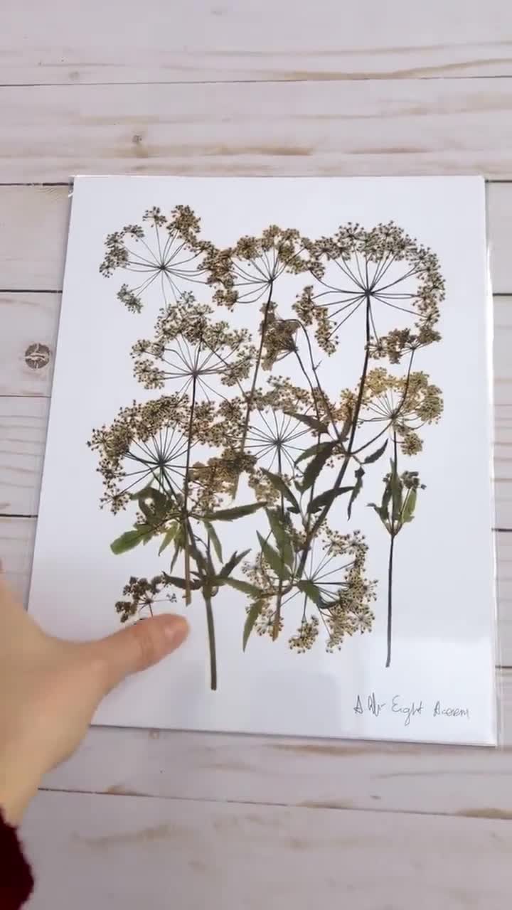 Pressed flower art, Botanical print, herbarium specimen dried