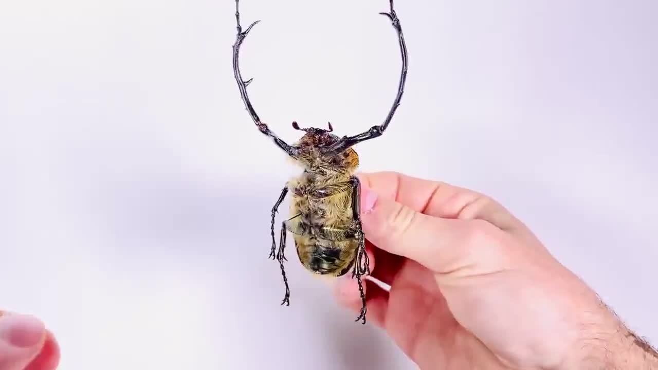 標本 Cheirotonus formosanus pair 46-55mm File:Cheirotonus formosanus 1846.jpg - 维基百科，自由的百科全书