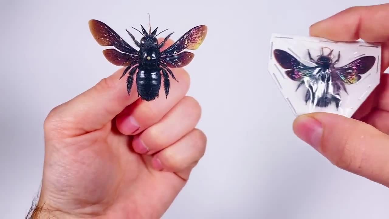 Xylocopa Latipes Black Carpenter Bee Spread Real Bumblebee Insect