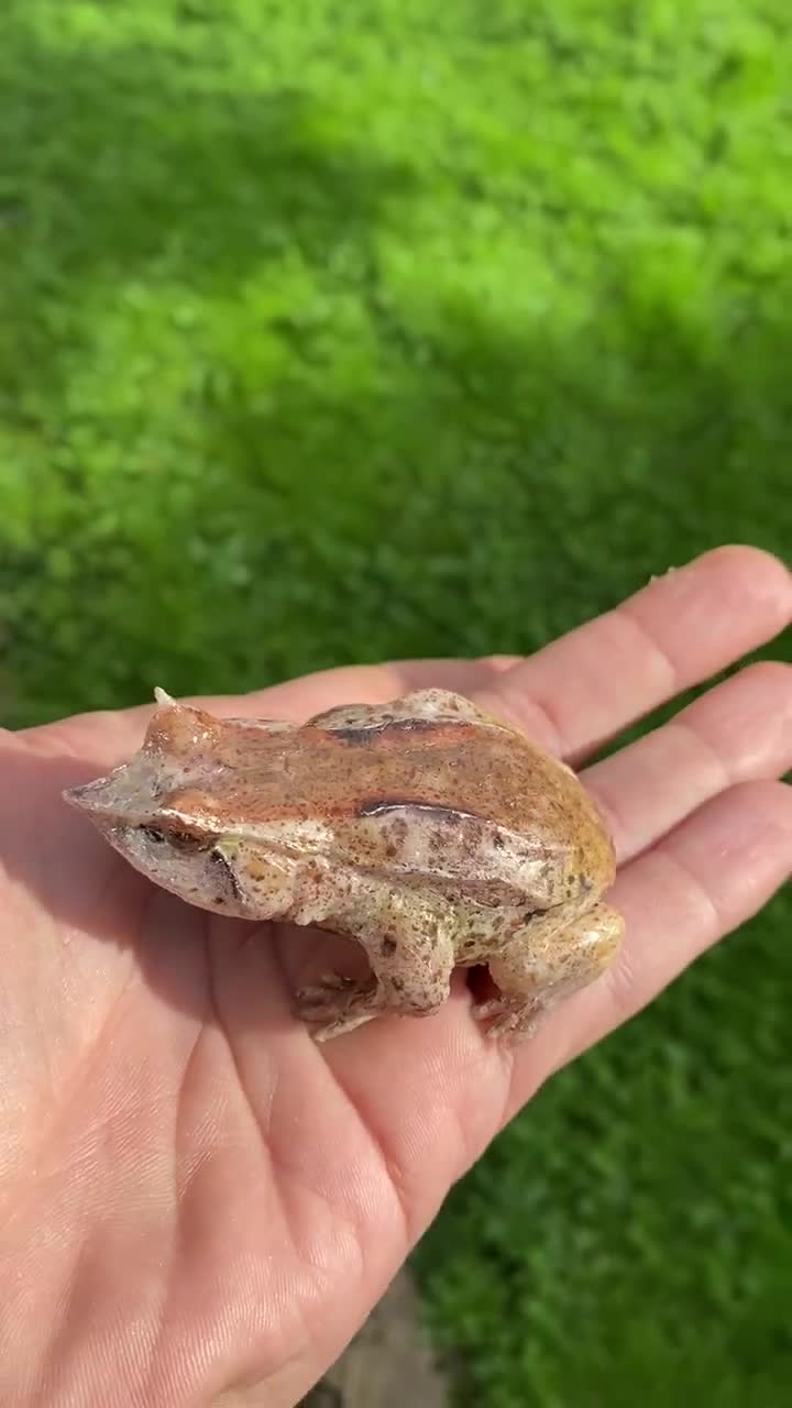 Realistic Argentine Horned Frog Figurine -  Canada