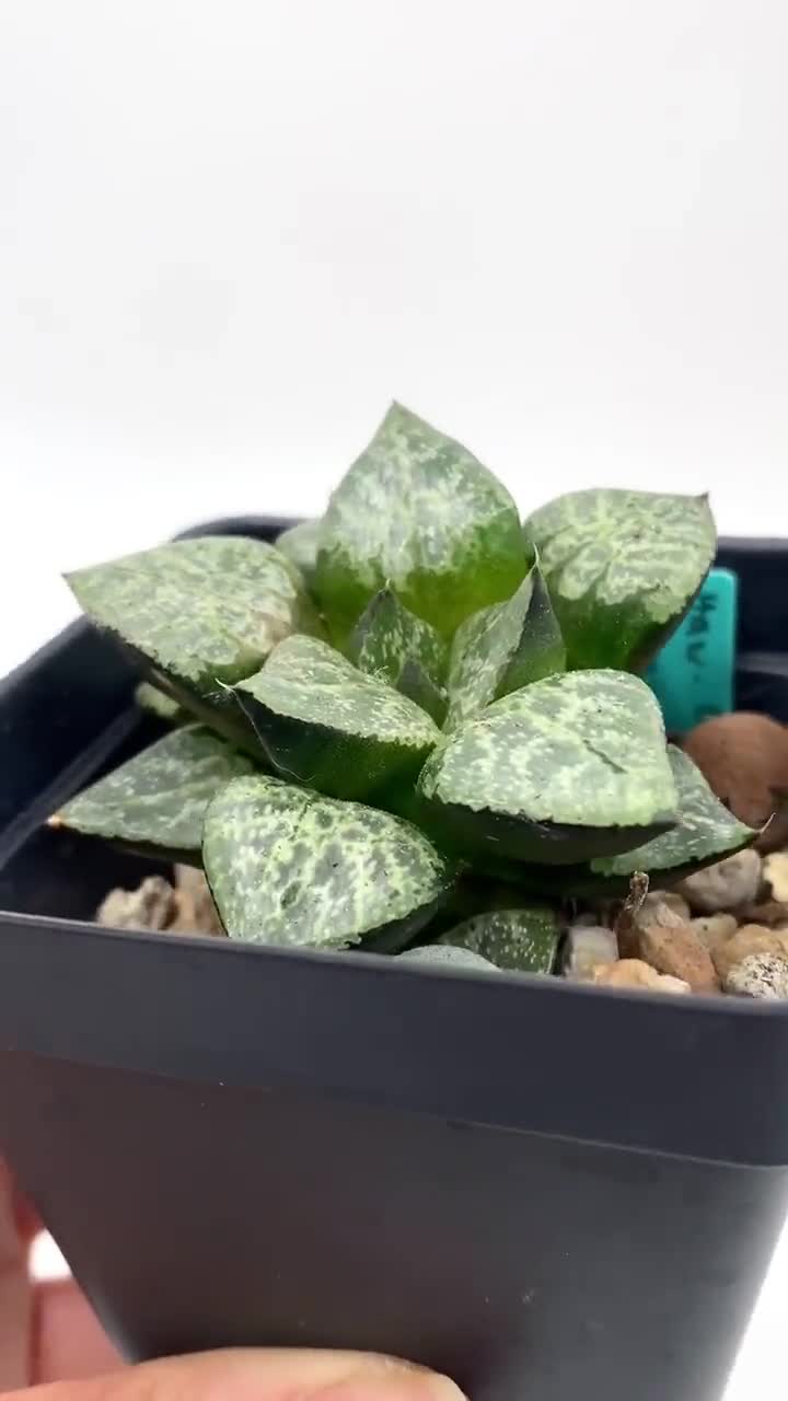 Haworthia Comptoniana ess Rare Succulent 