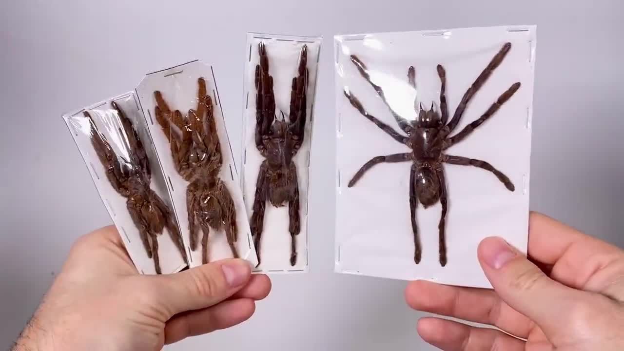 Spider real Eurypelma spinicrus Indonesia - ID, spider for insect