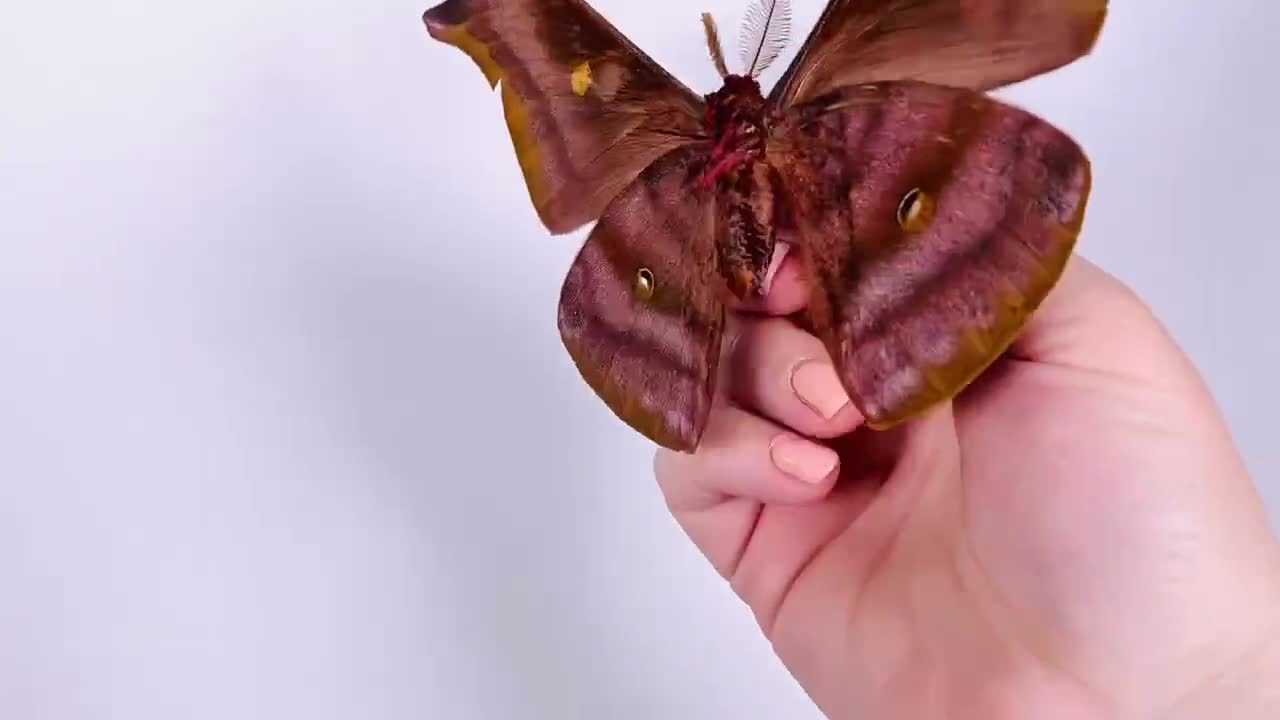 Antheraea assamensis タイの本物の乾燥した蛾の蝶の昆虫、剥製