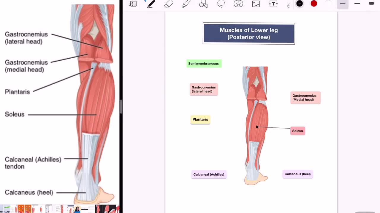 Muscles of the Lower Limb - MBLEx Guide