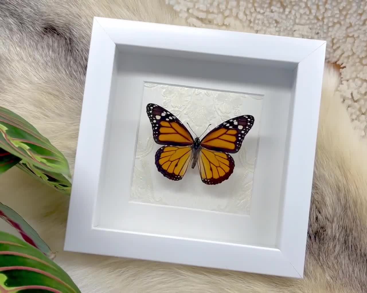 Framed Monarch butterfly - Heritage collection