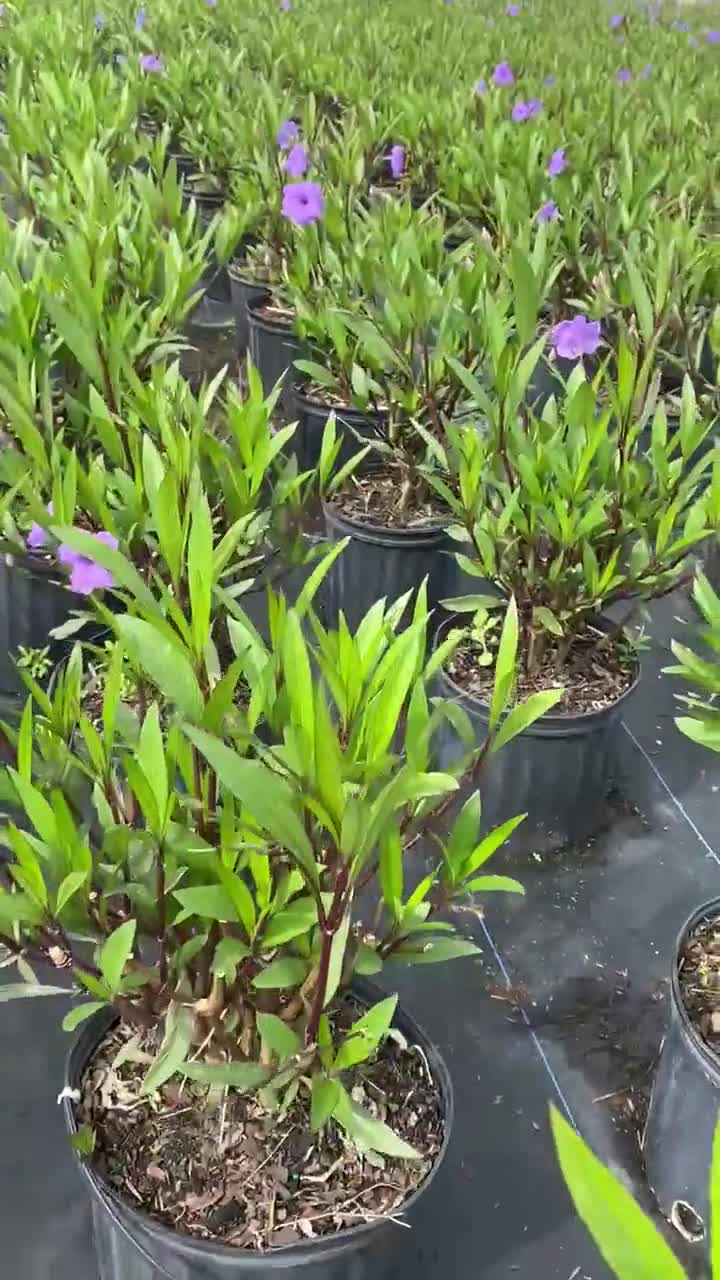 Ruellia púrpura – Petunia mexicana en maceta de 25 cm, planta perenne de  floración tolerante a la sequía, de bajo mantenimiento y que atrae  mariposas., image size:720x1280