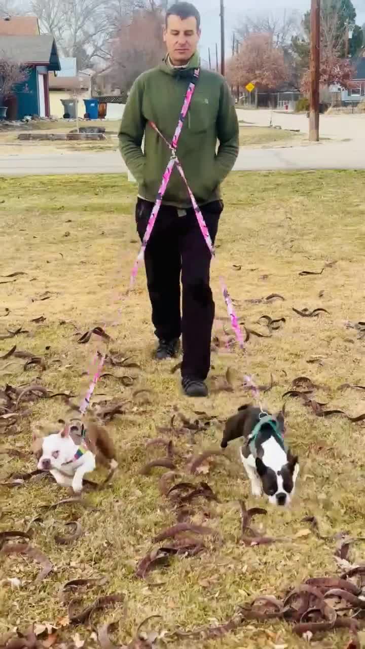 Boise State's tee-fetching dog: Adorable tradition goes back decades 