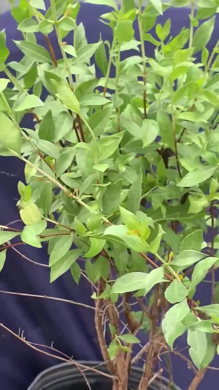 Henna Lawsonia Inermis Also Known Hina Henna Tree Mignonette Tree Stock  Photo by ©YAYImages 261894548