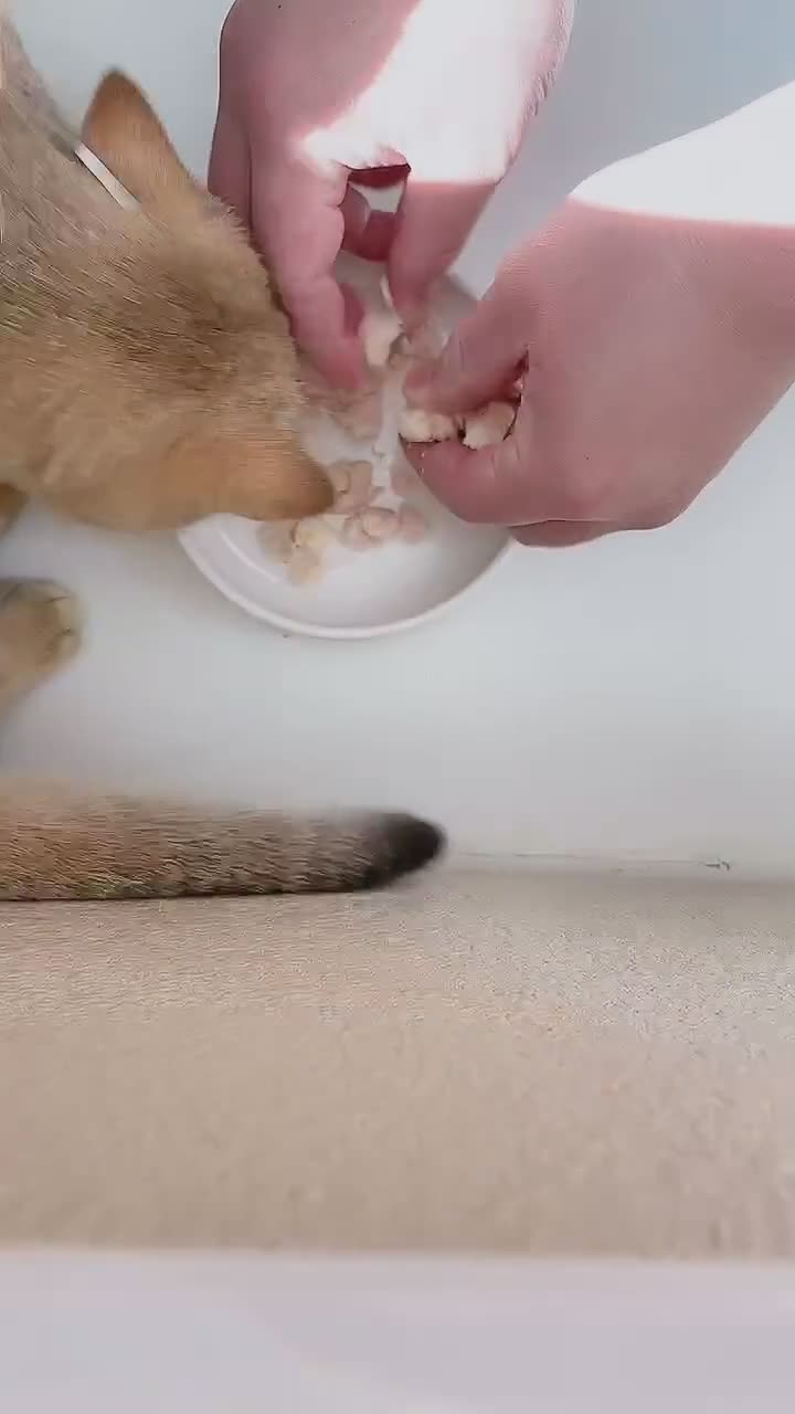 Golosinas de pollo liofilizado para gatos • Alto contenido proteico • Un solo ingrediente • Snack para gatos apto para consumo humano • Golosinas para el entrenamiento de gatos, gatitos y perros video poster